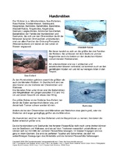 Hundsrobben-Steckbrief-Seite-1-2.pdf